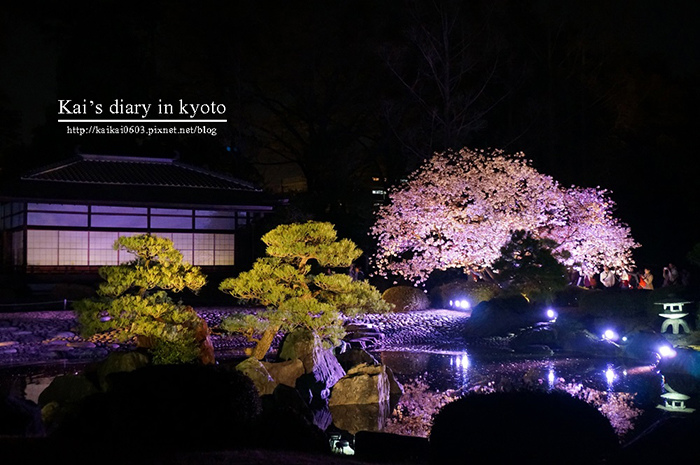 【2014京阪賞櫻】花見二條城。極致絢麗的必看夜櫻！ @凱的日本食尚日記