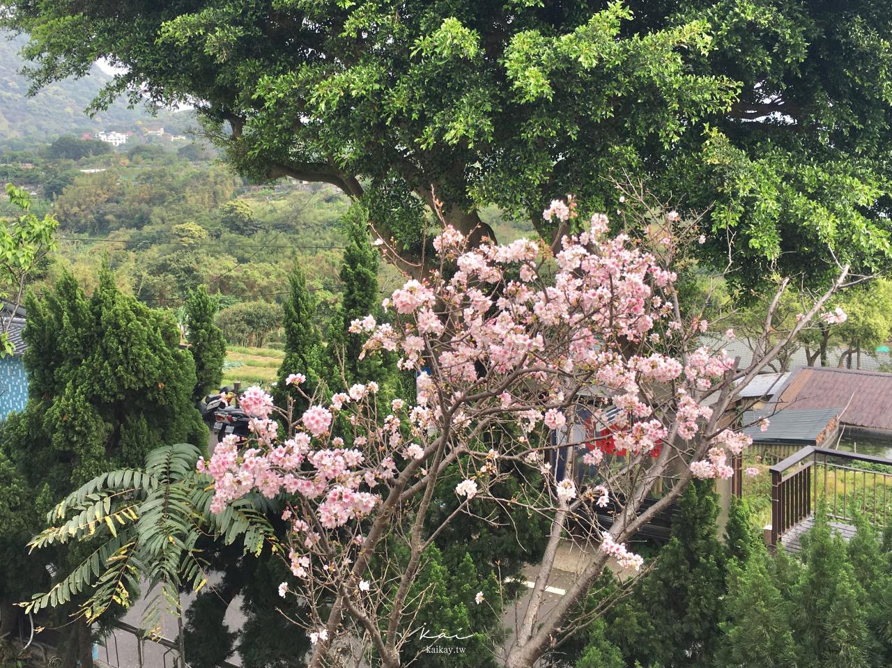 ☆【台北｜北投】櫻花、紫藤免門票小秘境。北投泉源國小復古宿舍