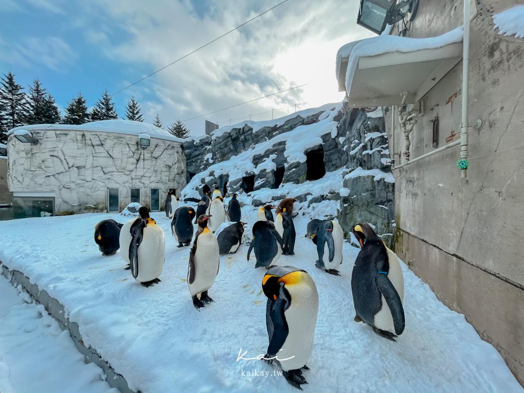 ☆【北海道旭山動物園】可愛的企鵝散步、北極熊游泳這裡看！（門票、交通方式） @凱的日本食尚日記