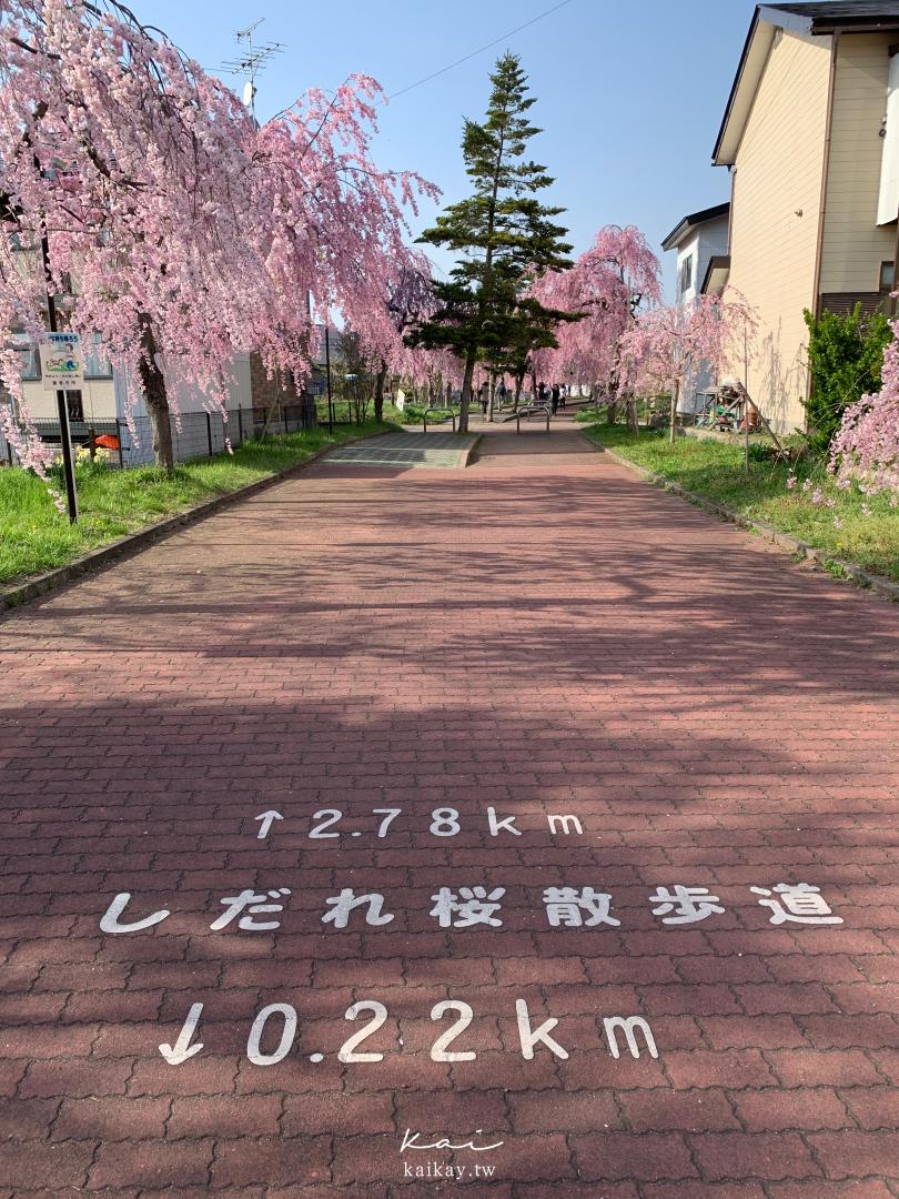 福島喜多方-日中線紀念櫻花步道。最美的枝垂櫻隧道（交通方式、櫻花預報）