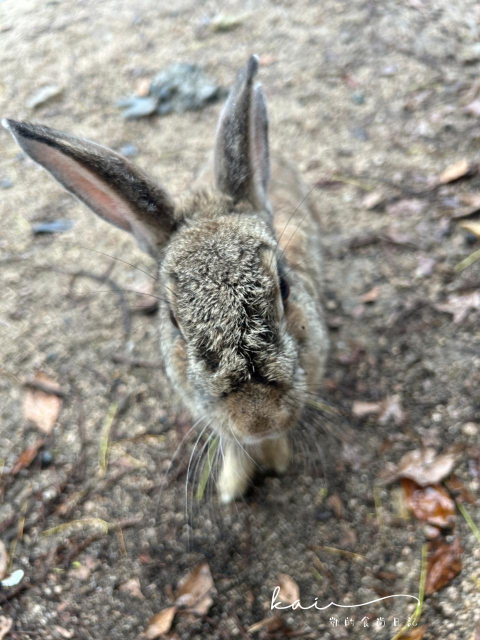 傳說中的兔子島「大久野島」就在日本廣島！被可愛小萌兔包圍太療癒