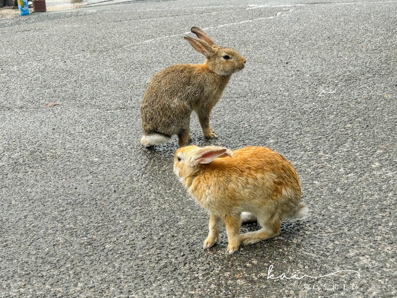 傳說中的兔子島「大久野島」就在日本廣島！被可愛小萌兔包圍太療癒