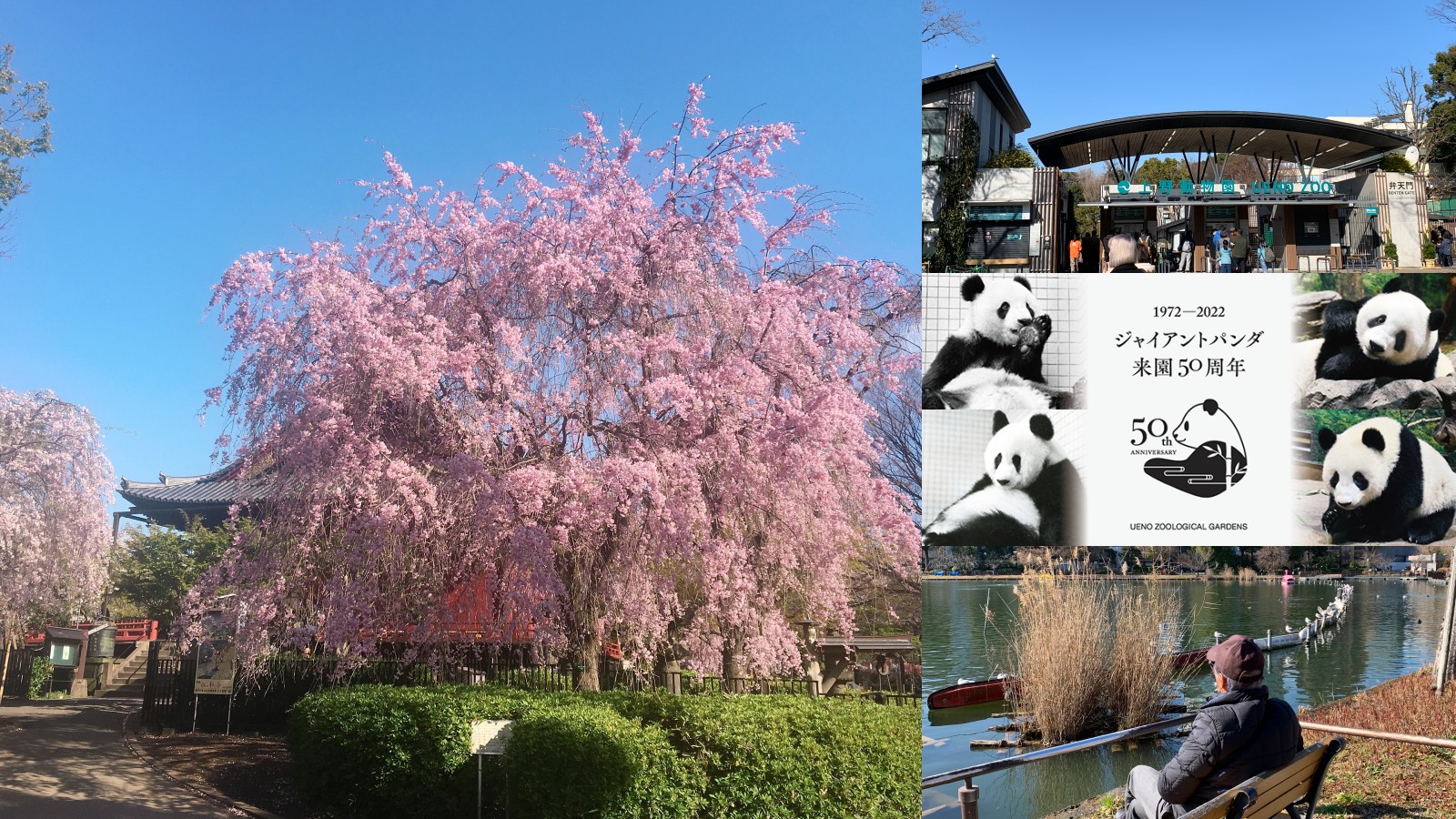 上野公園一日遊7大重點攻略。金箔東照宮、上野動物園、櫻花主題星巴克必收集 @凱的日本食尚日記