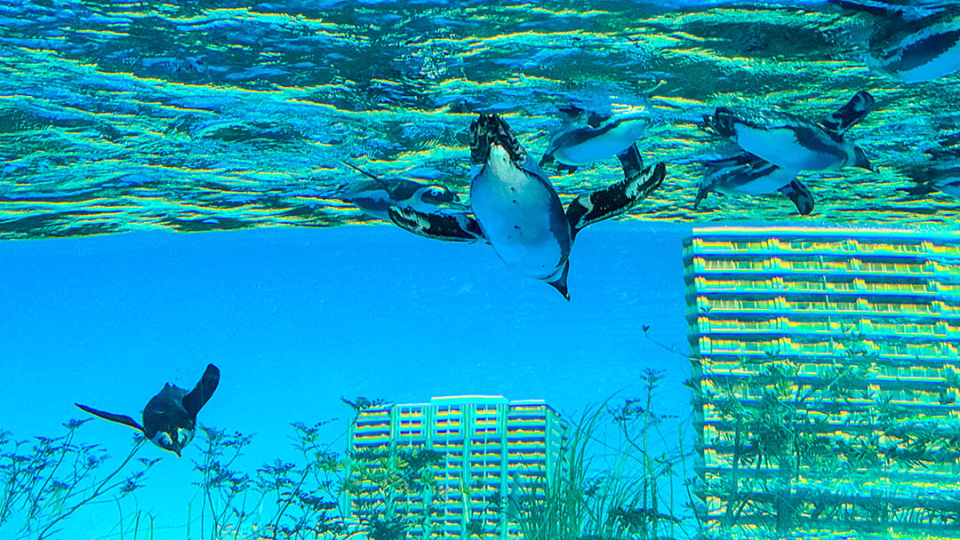 東京親子景點。池袋太陽城陽光水族館-企鵝在空中飛翔的都會型水族館 @凱的日本食尚日記