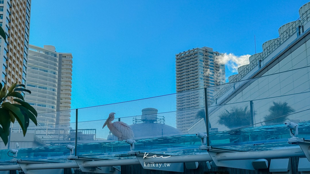 東京親子景點。池袋太陽城陽光水族館-企鵝在空中飛翔的都會型水族館