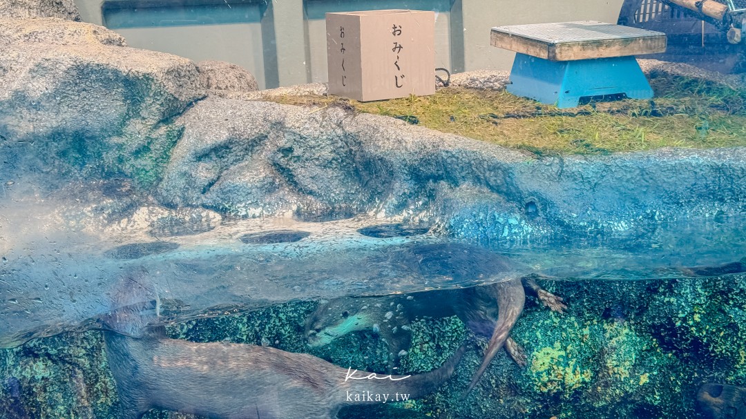 東京親子景點。池袋太陽城陽光水族館-企鵝在空中飛翔的都會型水族館