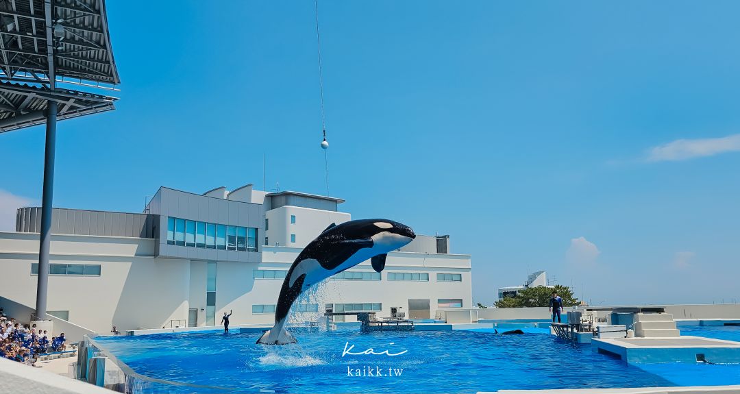 神戶海洋世界2024全新回歸！水族館看虎鯨表演、跟虎鯨一起吃飯超夢幻 @凱的日本食尚日記