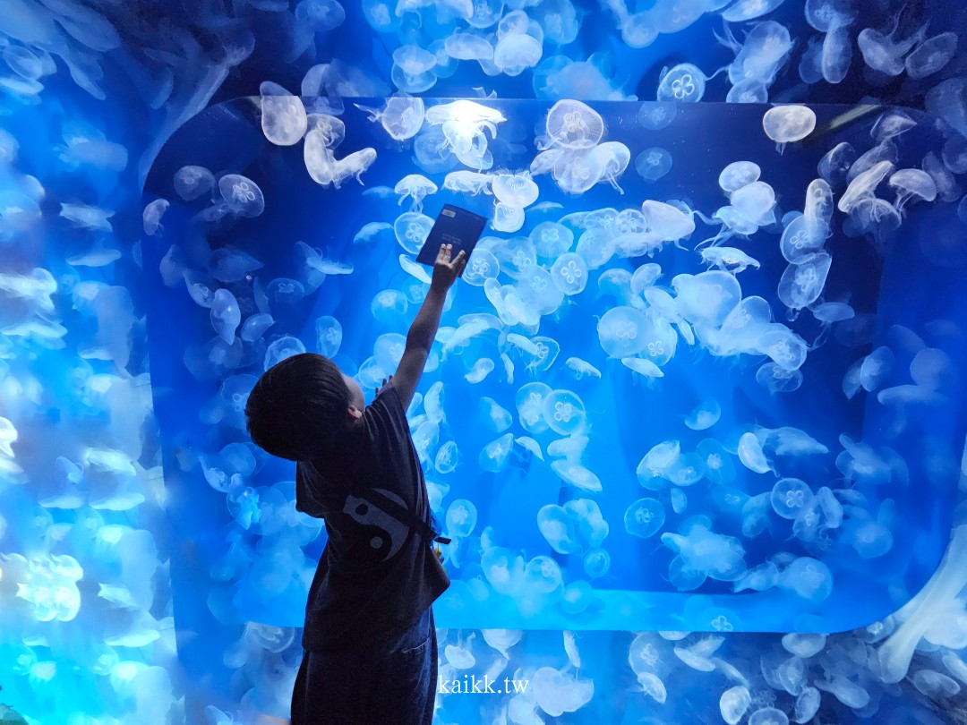 神戶海洋世界2024全新回歸！水族館看虎鯨表演、跟虎鯨一起吃飯超夢幻