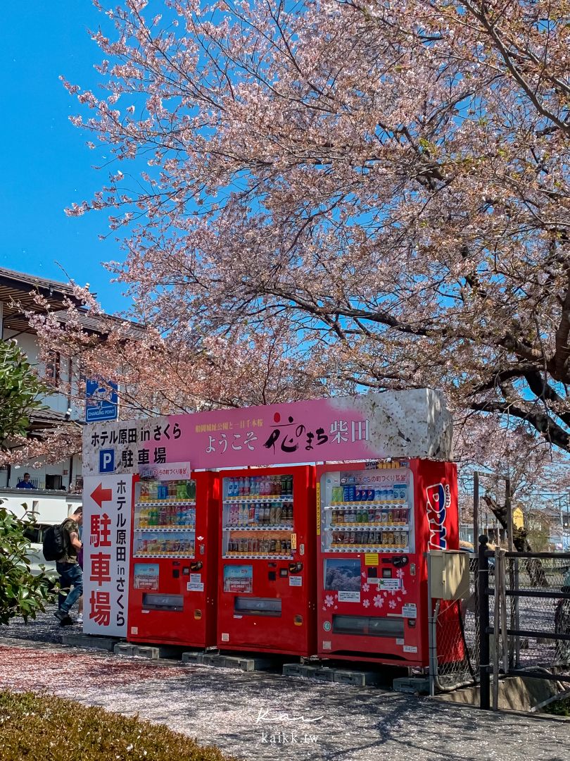 東北賞櫻絕景。白石川堤一目千本櫻，仙台出發40分鐘可到達！
