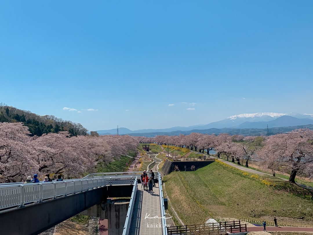 東北賞櫻絕景。白石川堤一目千本櫻，仙台出發40分鐘可到達！