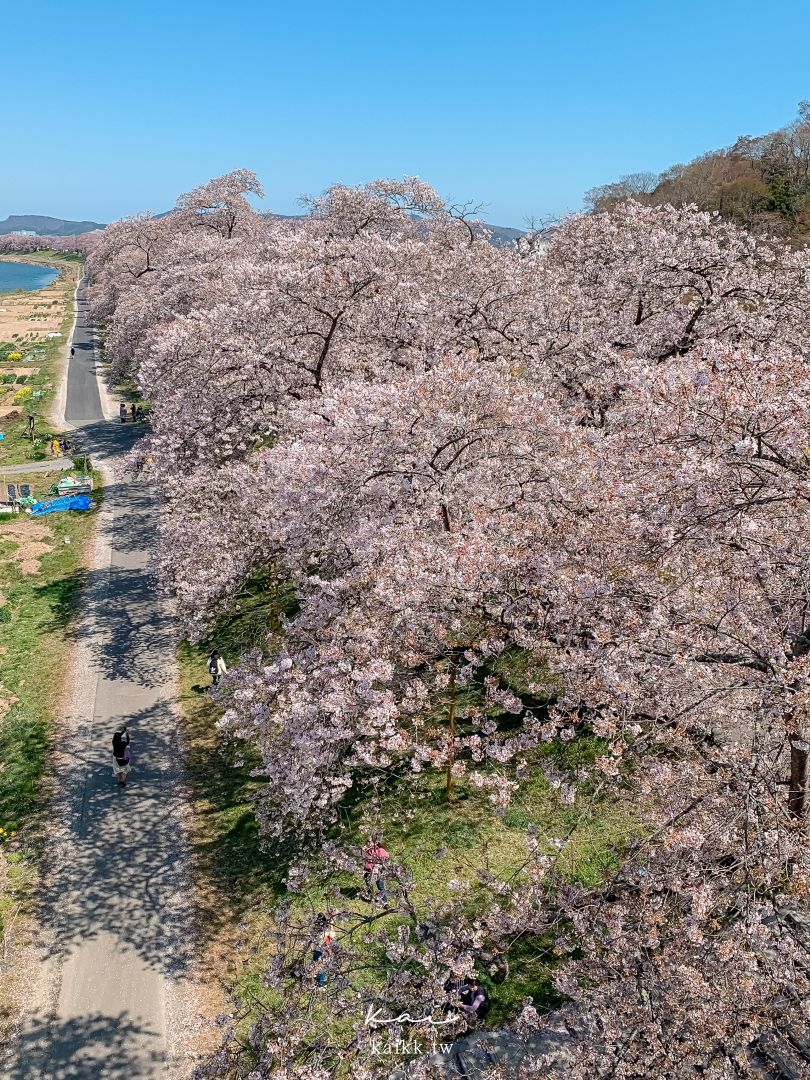 東北賞櫻絕景。白石川堤一目千本櫻，仙台出發40分鐘可到達！