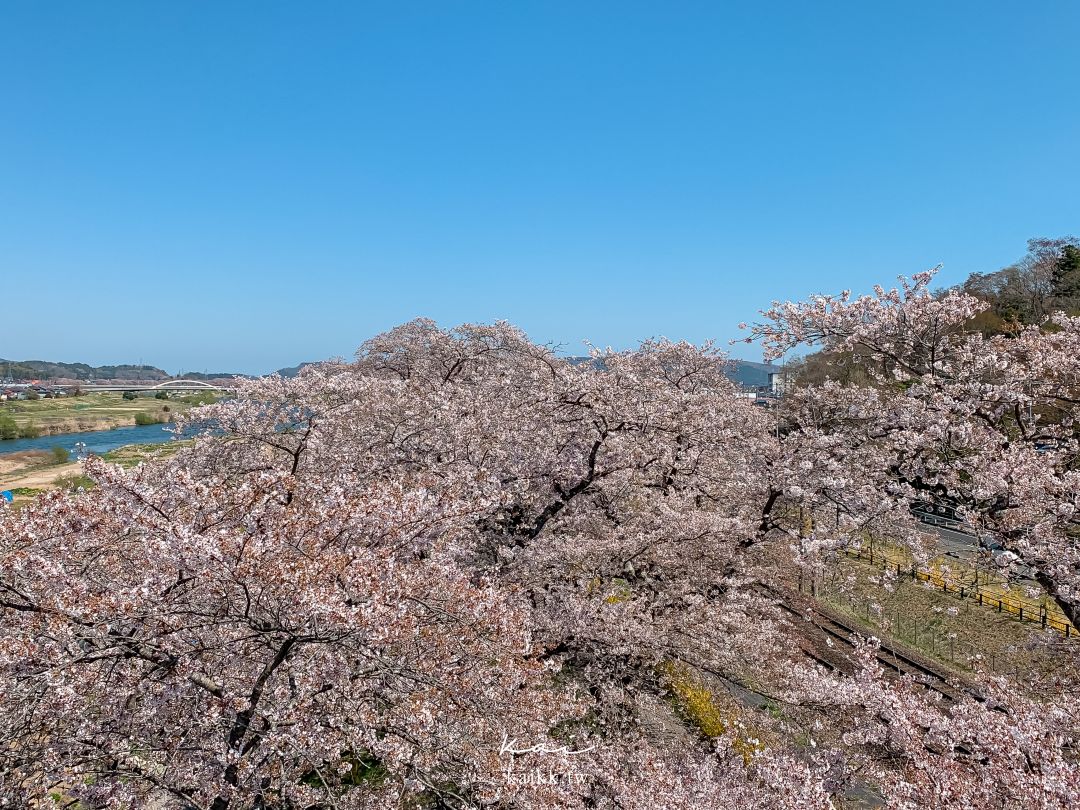 東北賞櫻絕景。白石川堤一目千本櫻，仙台出發40分鐘可到達！
