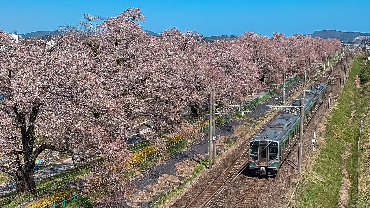 延伸閱讀：東北賞櫻絕景。白石川堤一目千本櫻，仙台出發40分鐘可到達！