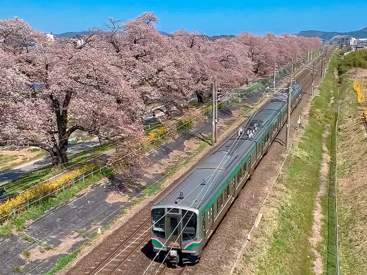 東北賞櫻絕景。白石川堤一目千本櫻，仙台出發40分鐘可到達！