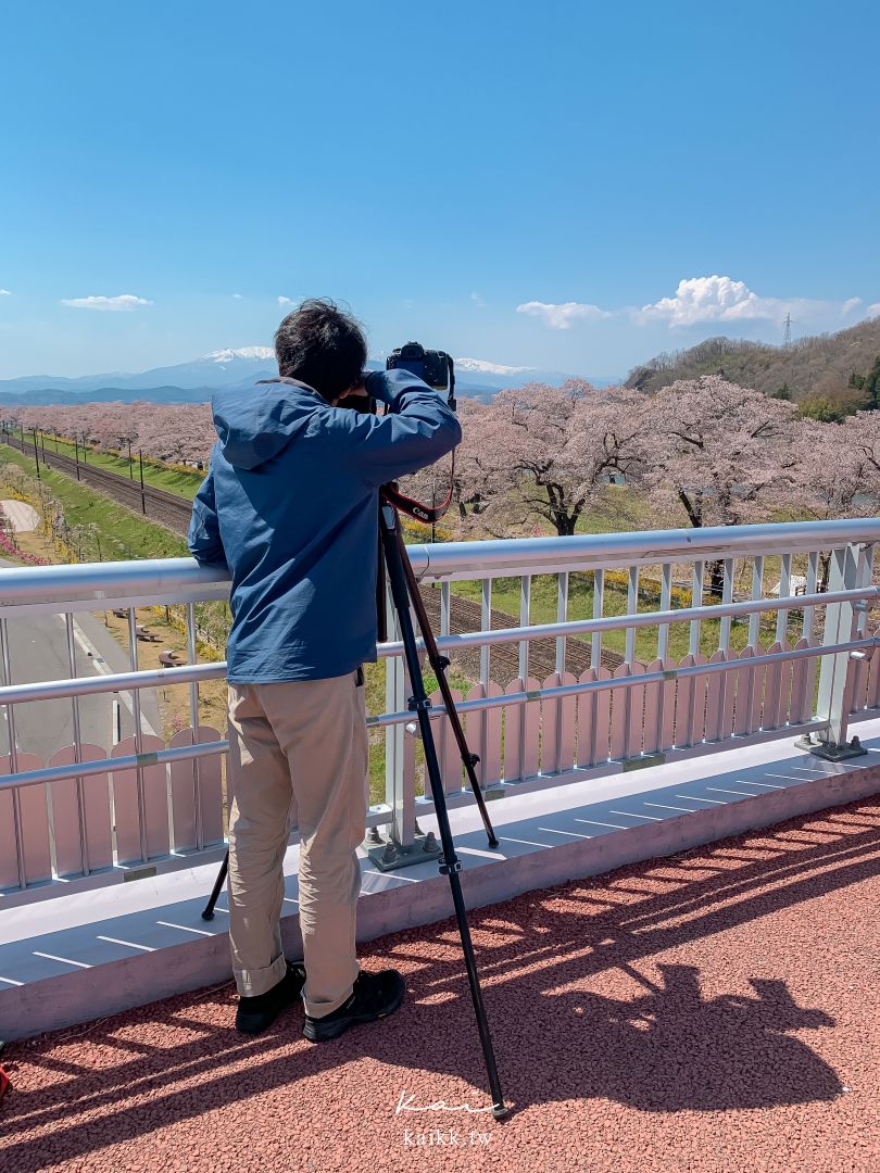 東北賞櫻絕景。白石川堤一目千本櫻，仙台出發40分鐘可到達！