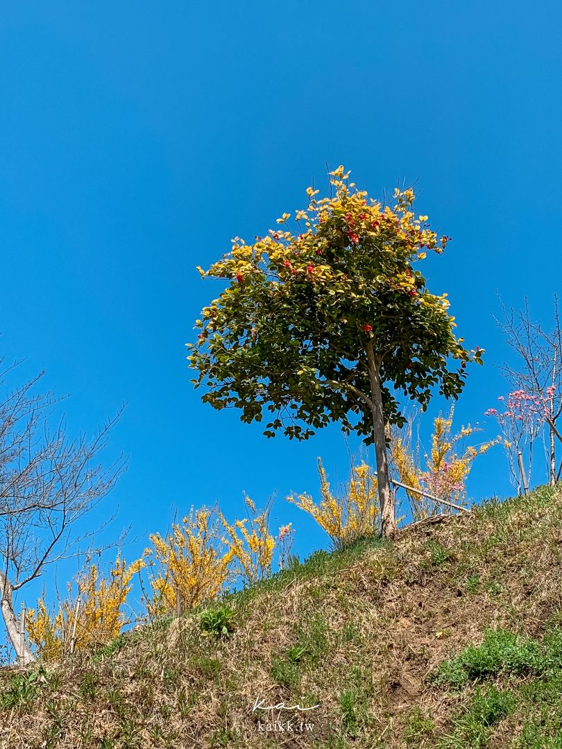 東北賞櫻絕景。白石川堤一目千本櫻，仙台出發40分鐘可到達！