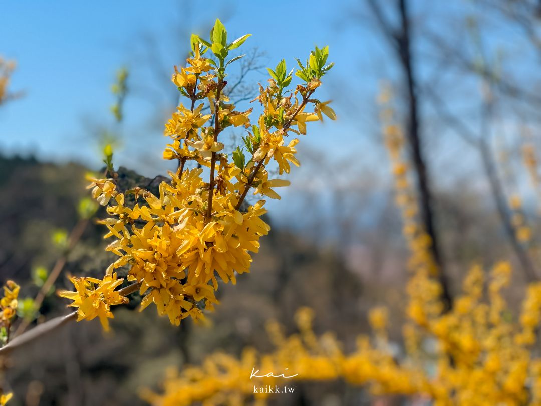 東北賞櫻絕景。白石川堤一目千本櫻，仙台出發40分鐘可到達！