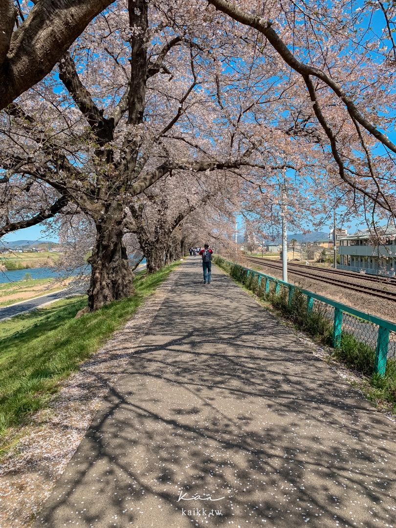 東北賞櫻絕景。白石川堤一目千本櫻，仙台出發40分鐘可到達！