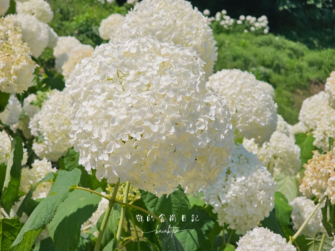 福島爆紅4大繡球花打卡景點、浪漫花手水、攝影師推薦在地秘境，一次收錄！