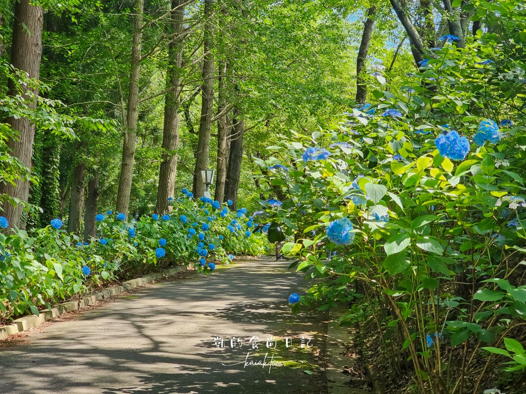福島秘境紫陽花景點｜土合館公園5000株紫陽花迴廊