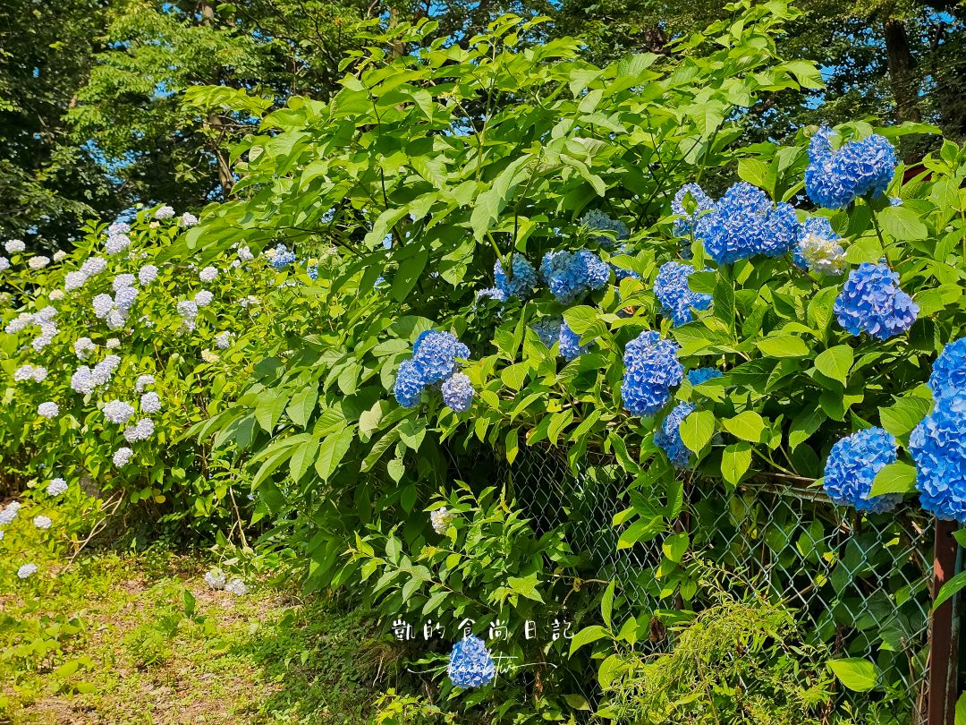 福島秘境紫陽花景點｜土合館公園5000株紫陽花迴廊