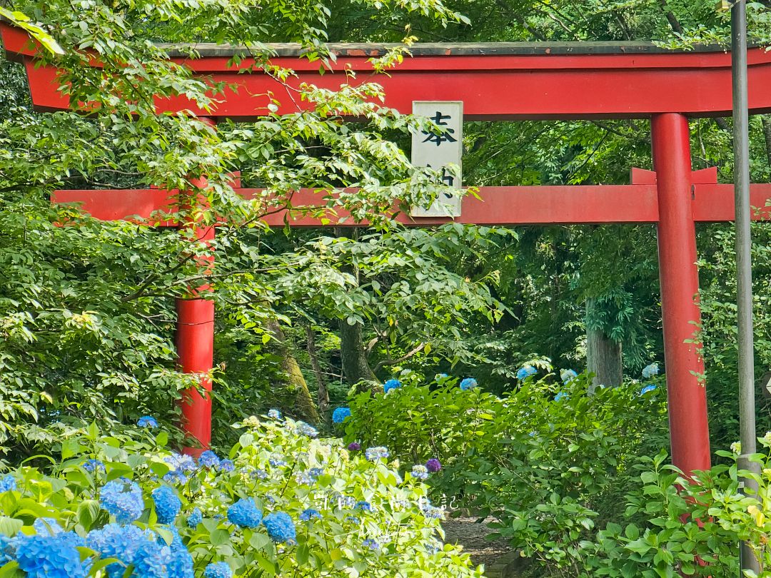 福島秘境紫陽花景點｜土合館公園5000株紫陽花迴廊