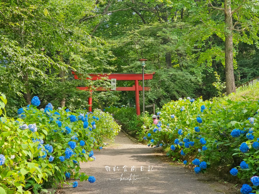 福島秘境紫陽花景點｜土合館公園5000株紫陽花迴廊