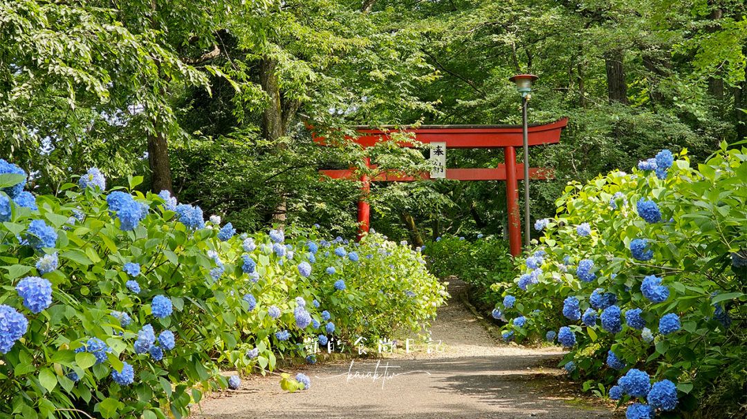 網站近期文章：福島秘境紫陽花景點｜土合館公園5000株紫陽花迴廊