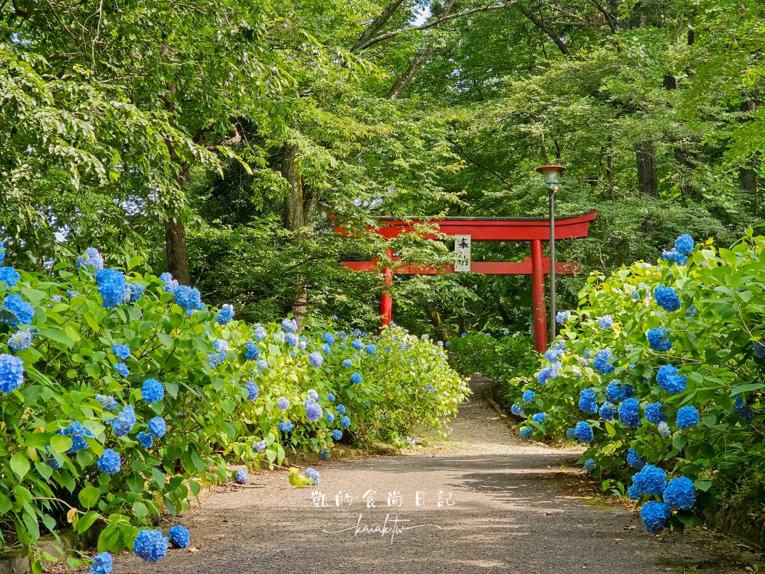 福島秘境紫陽花景點｜土合館公園5000株紫陽花迴廊