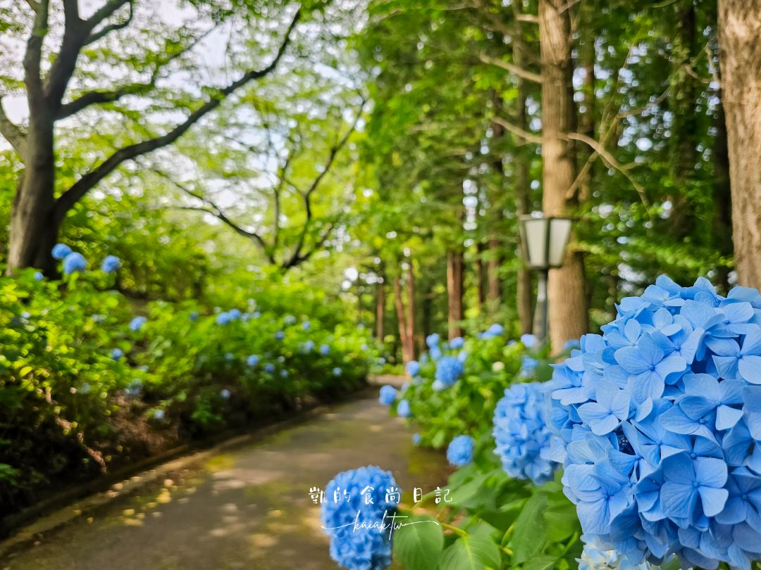 福島秘境紫陽花景點｜土合館公園5000株紫陽花迴廊