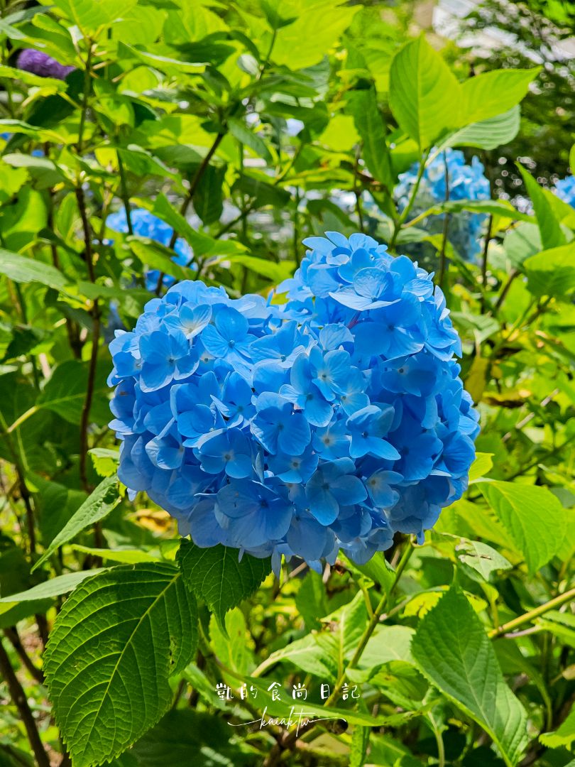 福島秘境紫陽花景點｜土合館公園5000株紫陽花迴廊