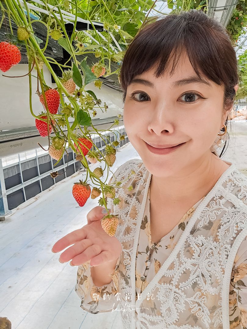 一年四季都可以採草莓！道路休息站豬苗代草莓園 45分鐘草莓吃到飽