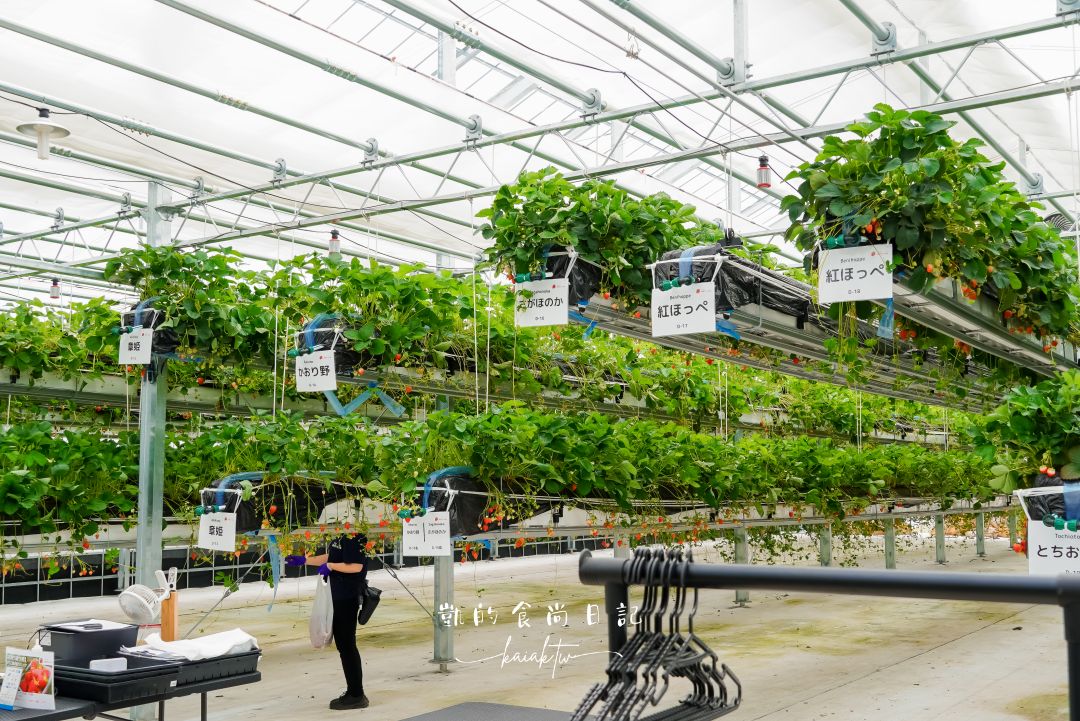 一年四季都可以採草莓！道路休息站豬苗代草莓園 45分鐘草莓吃到飽