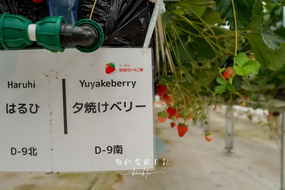 一年四季都可以採草莓！道路休息站豬苗代草莓園 45分鐘草莓吃到飽