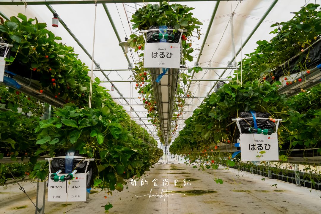 一年四季都可以採草莓！道路休息站豬苗代草莓園 45分鐘草莓吃到飽