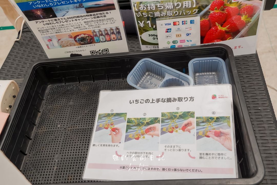 一年四季都可以採草莓！道路休息站豬苗代草莓園 45分鐘草莓吃到飽