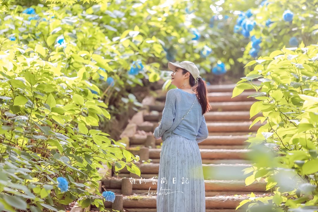 福島秘境紫陽花景點｜土合館公園5000株紫陽花迴廊