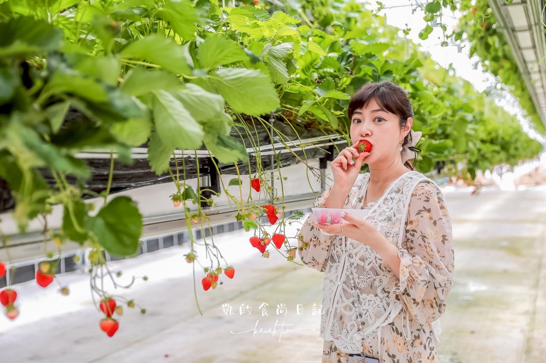 一年四季都可以採草莓！道路休息站豬苗代草莓園 45分鐘草莓吃到飽