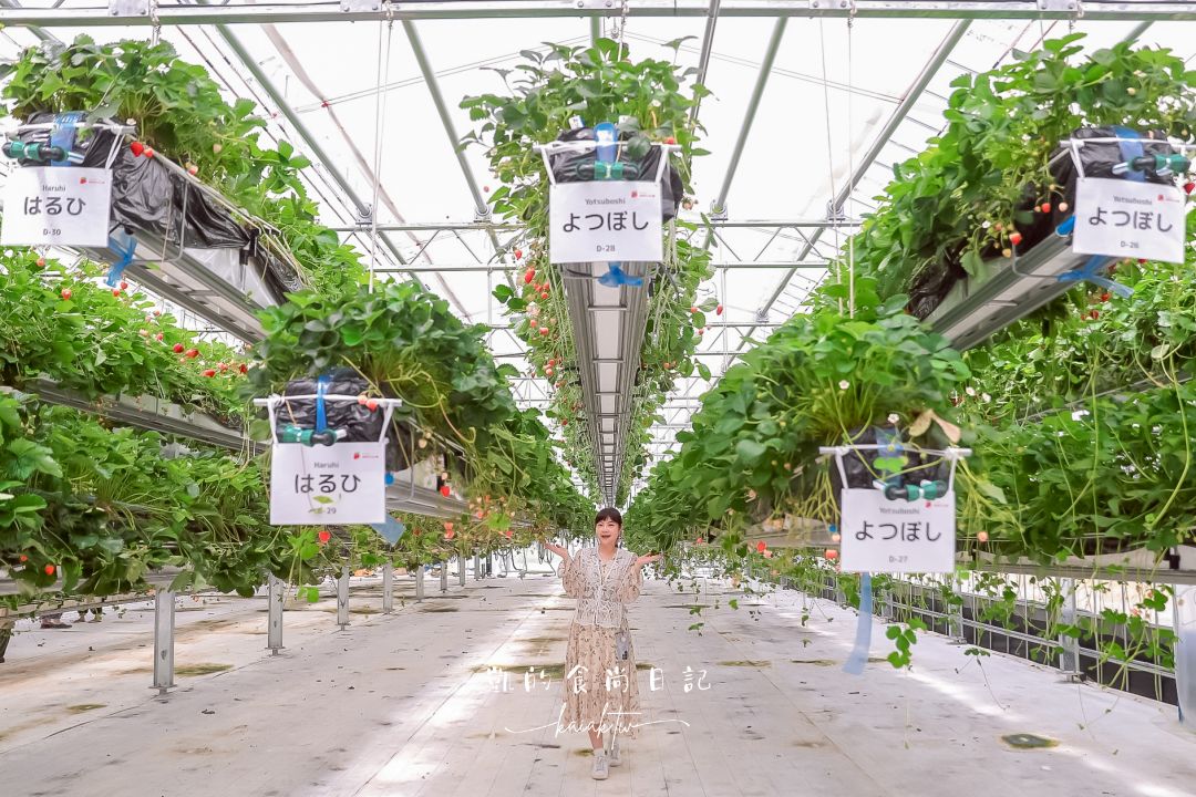一年四季都可以採草莓！道路休息站豬苗代草莓園 45分鐘草莓吃到飽