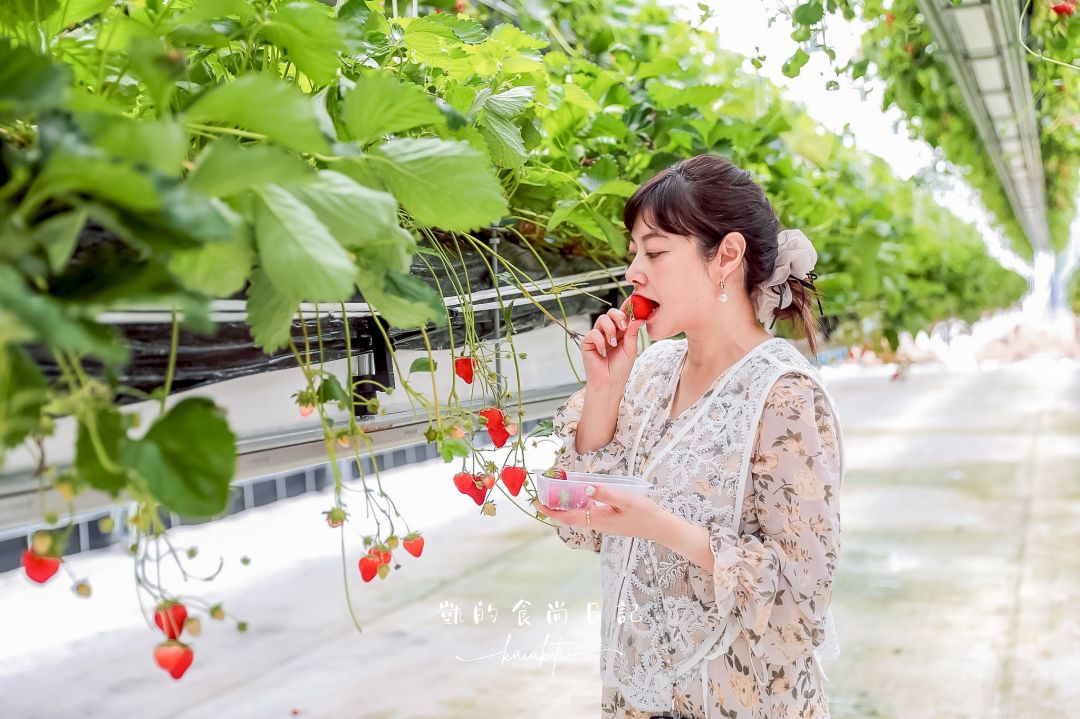 一年四季都可以採草莓！道路休息站豬苗代草莓園 45分鐘草莓吃到飽