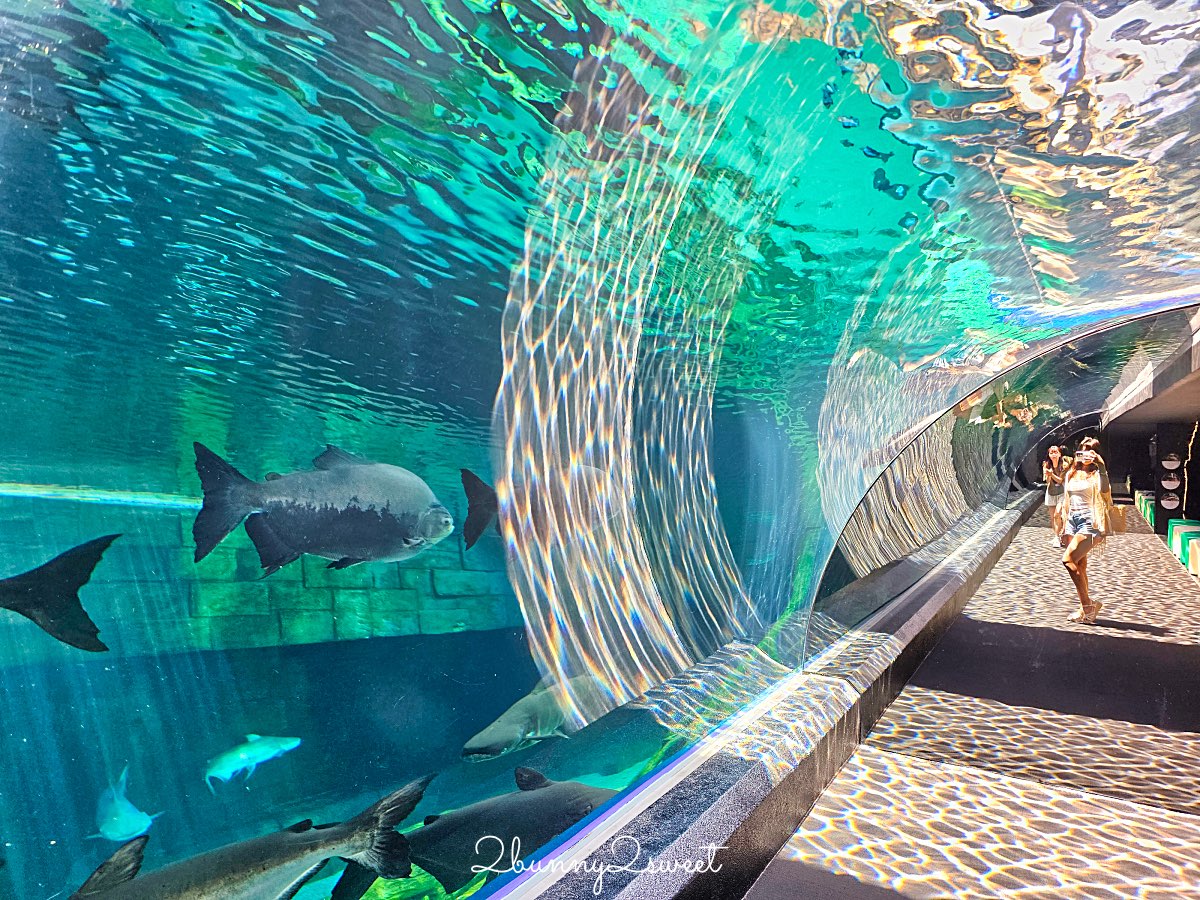 普吉島水族館Aquaria Phuket這樣玩！交通、優惠門票、餵食秀、貼近企鵝總整理