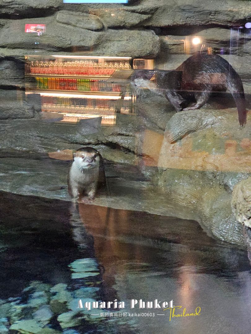 普吉島水族館Aquaria Phuket這樣玩！交通、優惠門票、餵食秀、貼近企鵝總整理