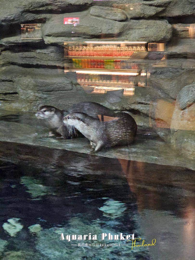 普吉島水族館Aquaria Phuket這樣玩！交通、優惠門票、餵食秀、貼近企鵝總整理