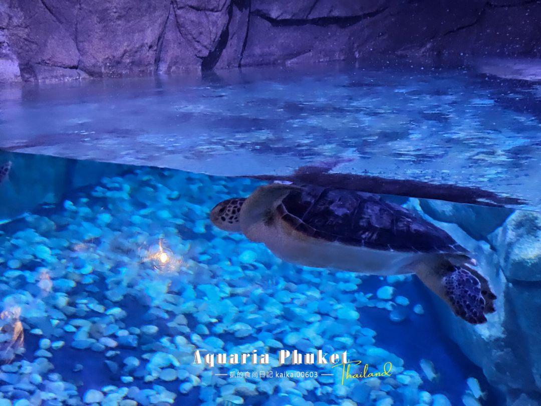 普吉島水族館Aquaria Phuket這樣玩！交通、優惠門票、餵食秀、貼近企鵝總整理