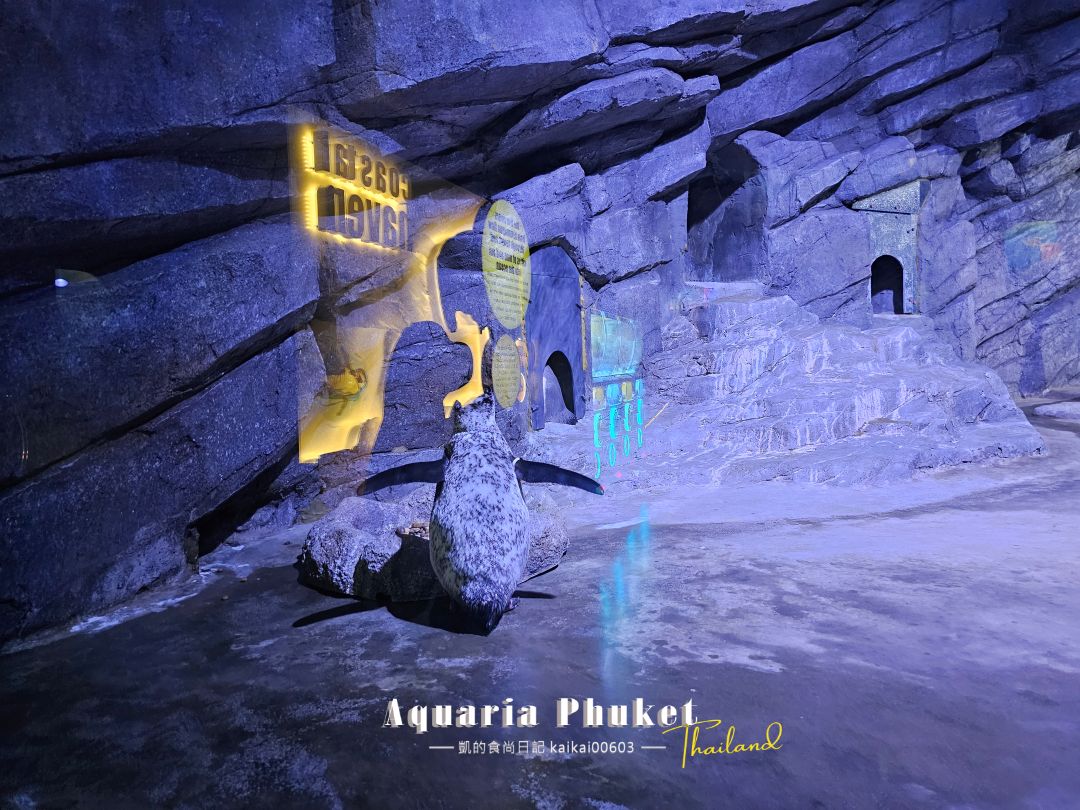 普吉島水族館Aquaria Phuket這樣玩！交通、優惠門票、餵食秀、貼近企鵝總整理