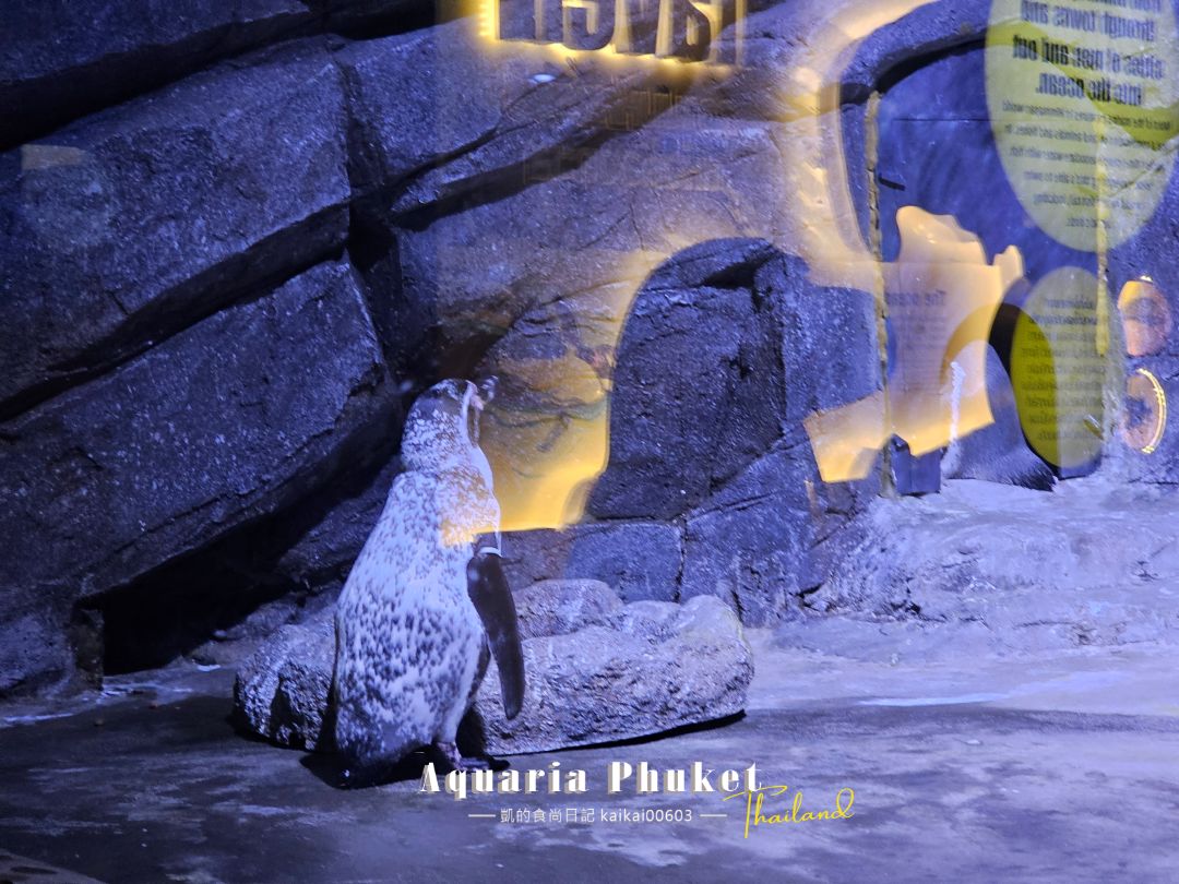 普吉島水族館Aquaria Phuket這樣玩！交通、優惠門票、餵食秀、貼近企鵝總整理