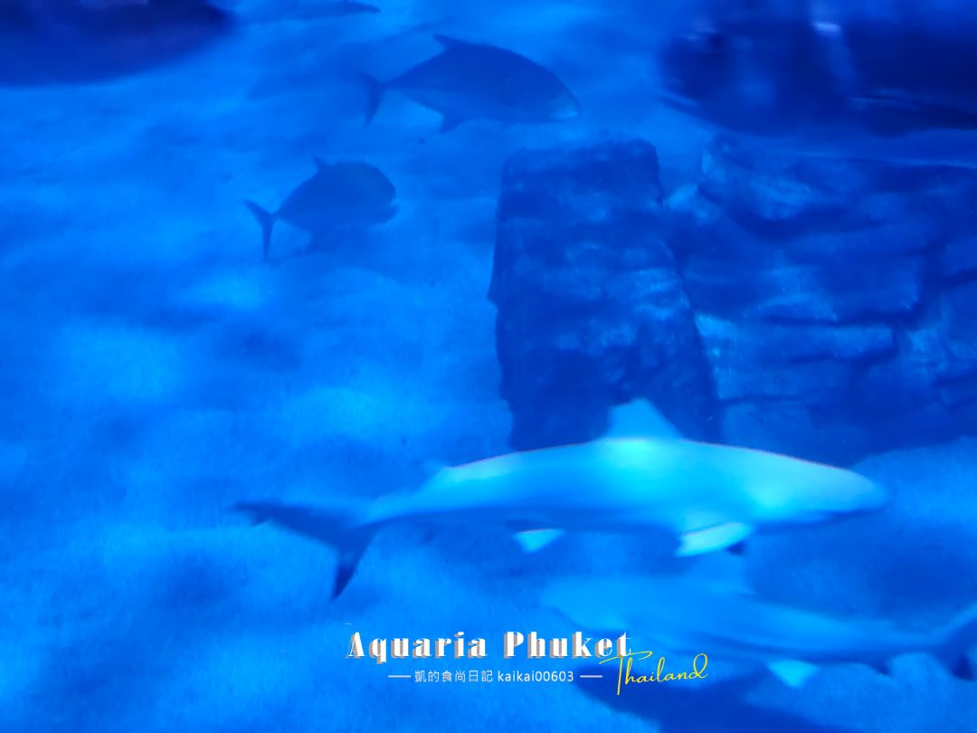 普吉島水族館Aquaria Phuket這樣玩！交通、優惠門票、餵食秀、貼近企鵝總整理