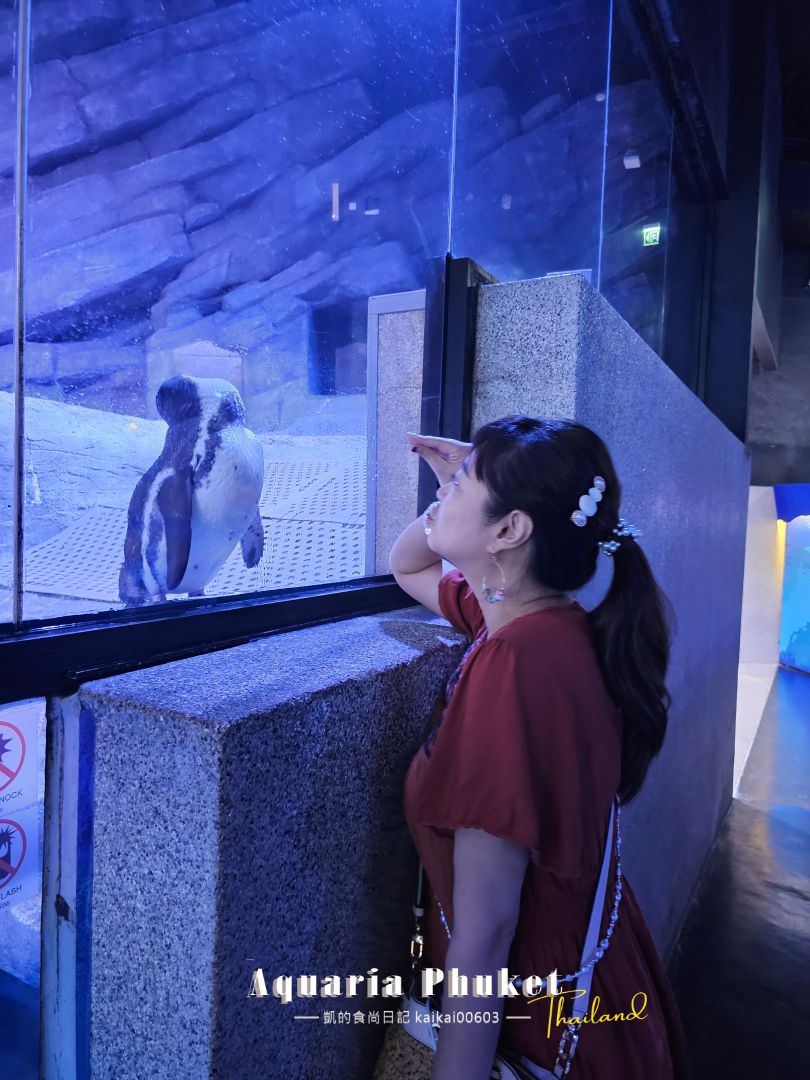 普吉島水族館Aquaria Phuket這樣玩！交通、優惠門票、餵食秀、貼近企鵝總整理