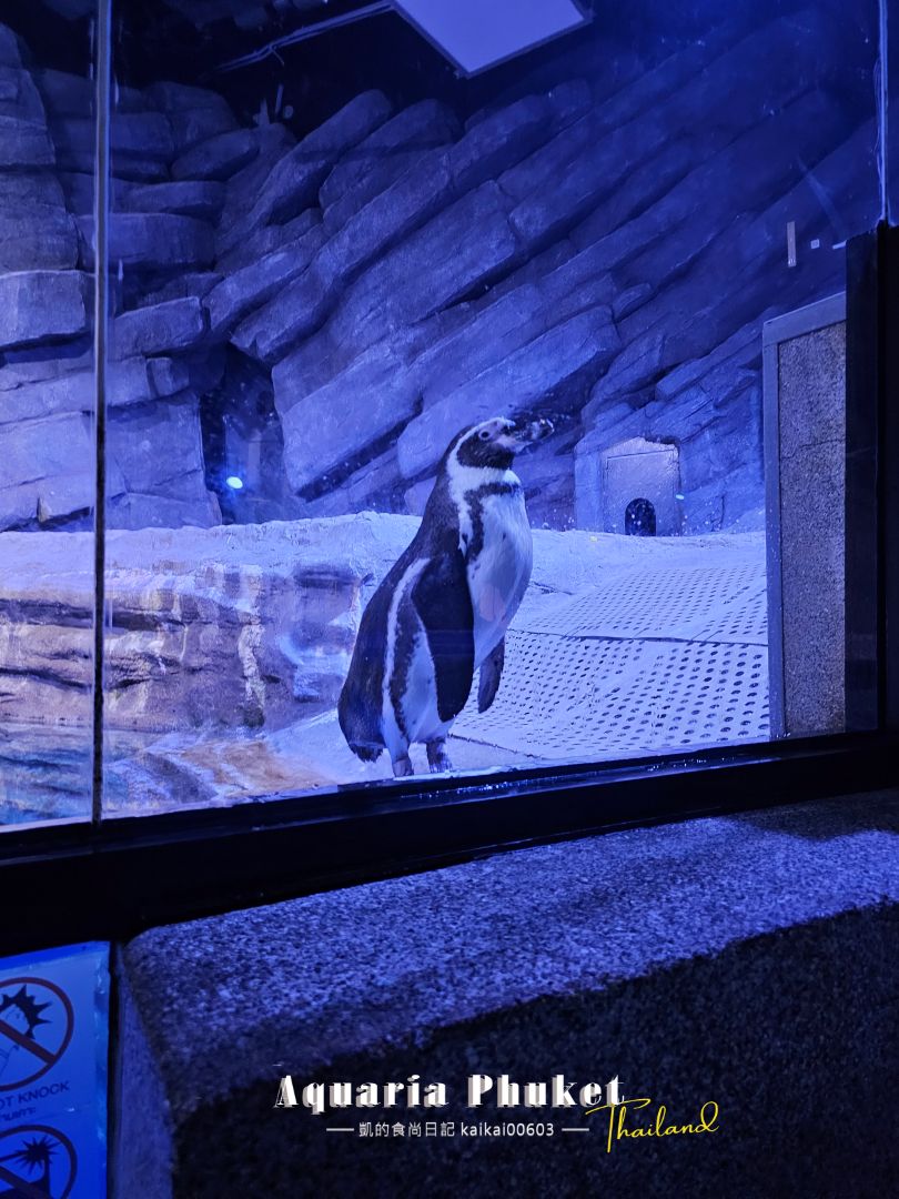 普吉島水族館Aquaria Phuket這樣玩！交通、優惠門票、餵食秀、貼近企鵝總整理