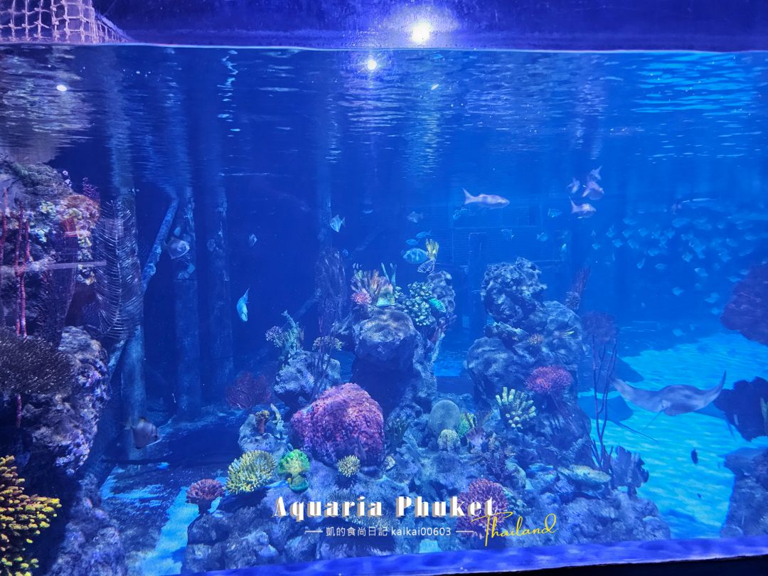 普吉島水族館Aquaria Phuket這樣玩！交通、優惠門票、餵食秀、貼近企鵝總整理